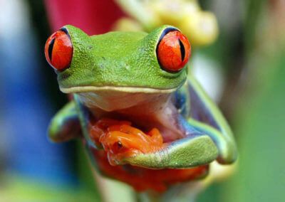 Red Eye Frog